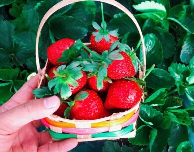 Savor Laguna: Discovering the Culinary Gems of this Philippine Province